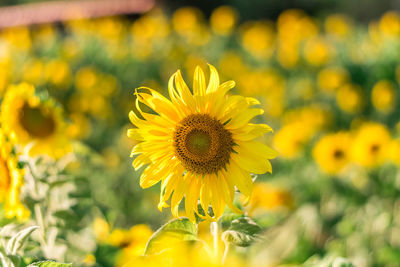 Close-up of yellow flowering plant on field