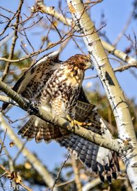 Low angle view of hawk perching on tree