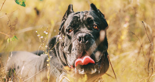 Close-up of dog