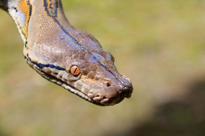 Close-up of lizard