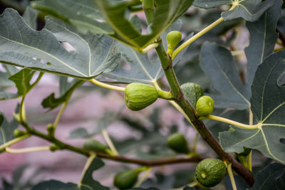 Close-up of berries growing on tree