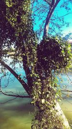 Plants growing on tree trunk