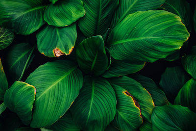 Full frame shot of green leaves