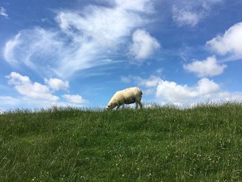 Low angle view of sheep grazing on grassy field against cloudy sky on sunny day