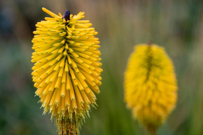 Close up of yellow torch lily flowers in bloom
