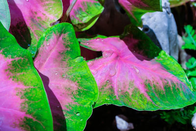 Close-up of pink flowers