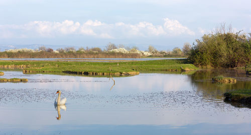 Birds in a lake