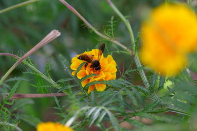 Western honey bee collecting pollen on marigold flowers in formal garden