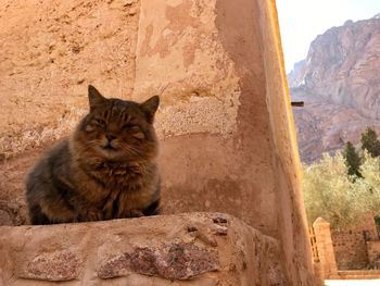 Portrait of cat sitting on rock