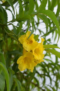 Close-up of yellow flowers