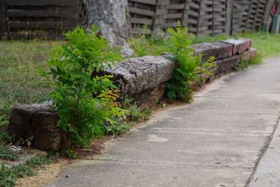 Walkway in garden