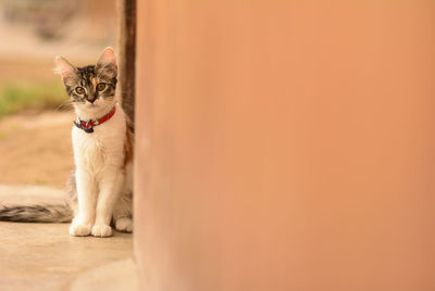 Portrait of cat sitting on floor