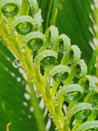 Close-up of wet plant