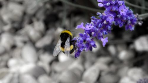 Close-up of honey bee on purple flower