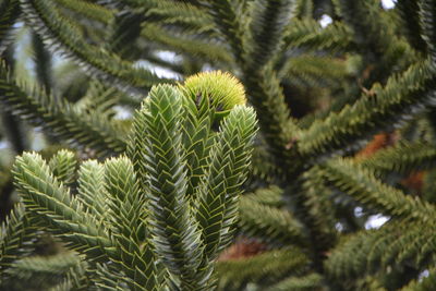 Close-up of pine tree