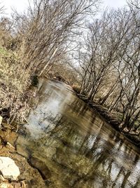 Reflection of trees in water