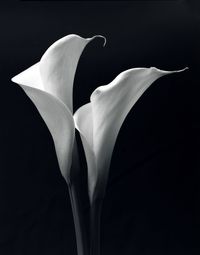 Close-up of rose flower against black background