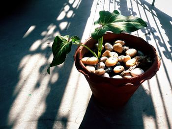 High angle view of potted plant on table