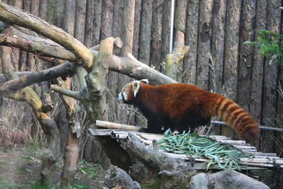 View of an animal on tree trunk in forest