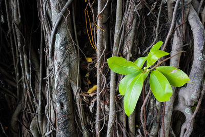 Close-up of leaves growing on tree trunk