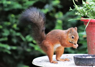 Squirrel on a tree