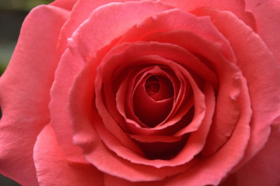 Close-up of red rose