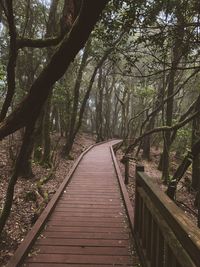 Wooden footbridge in rainforest