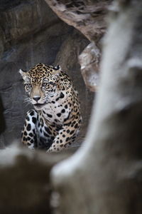 Portrait of a jaguar