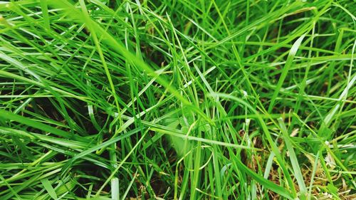 Full frame shot of grassy field