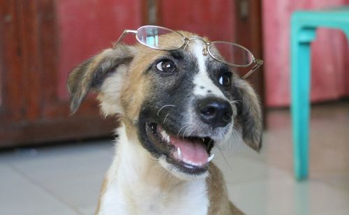 Close-up portrait of dog