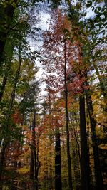 Low angle view of trees in forest
