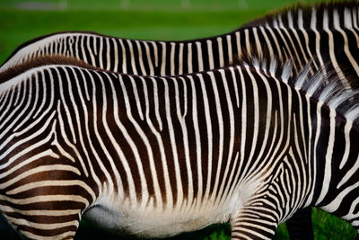 Close-up of zebras on field