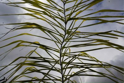 Low angle view of plants against sky