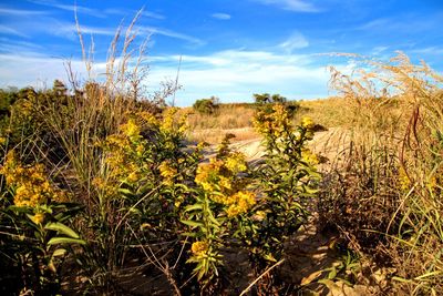 Plants growing in sand against sky