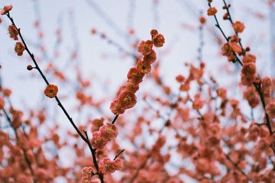 Low angle view of flower tree against sky