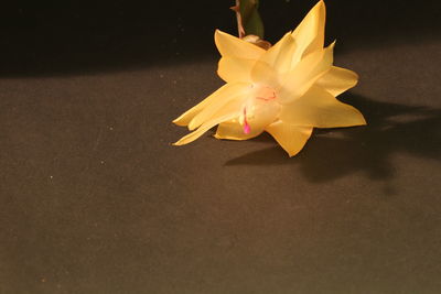 Close-up of yellow rose flower