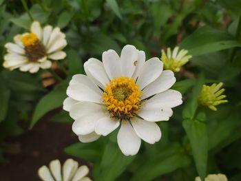Close-up of white and yellow flowering plants