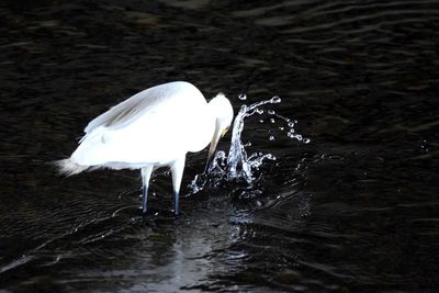 View of bird in lake