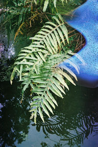 High angle view of plants in water