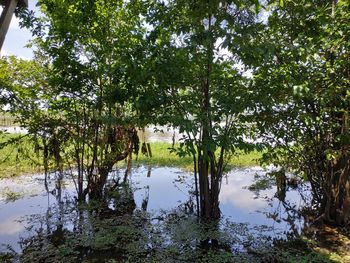 Trees by lake in forest