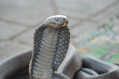 Close-up of snake on field