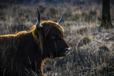 Cow in a field