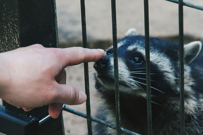 Close-up of human hand in cage