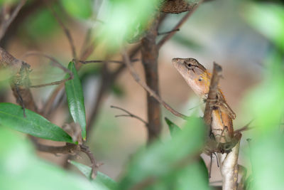 Close-up of a lizard on tree