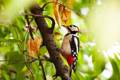 Woodpecker is a bird in nature among the branches of a tree. close-up