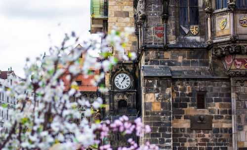 Prague town hall with white flowering tree on foreground