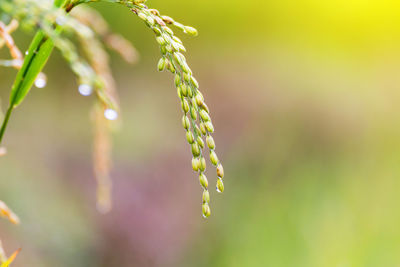 Close-up of green plant on field