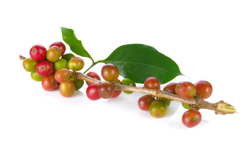 Close-up of cherries over white background