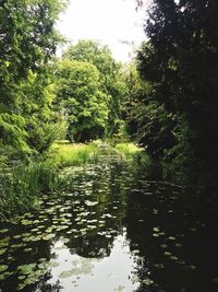 Reflection of trees in water