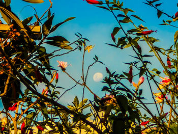 Low angle view of tree against sky